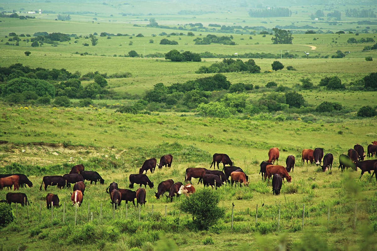 Vieh in Argentinien